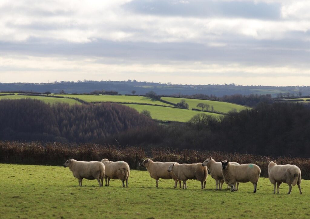 sheep, flock, rural, animals, livestock, ovine, carmarthenshire, west wales, landscape, countryside, agriculture, nature, fields, hills